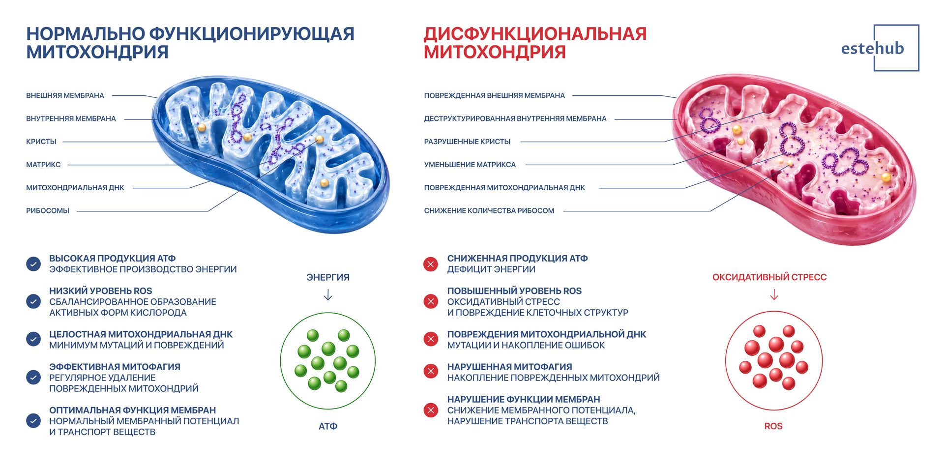 Отличия нормальной и дисфункциональной митохондрий Что такое митохондрия. Что нарушается в митохондриях при старении.
