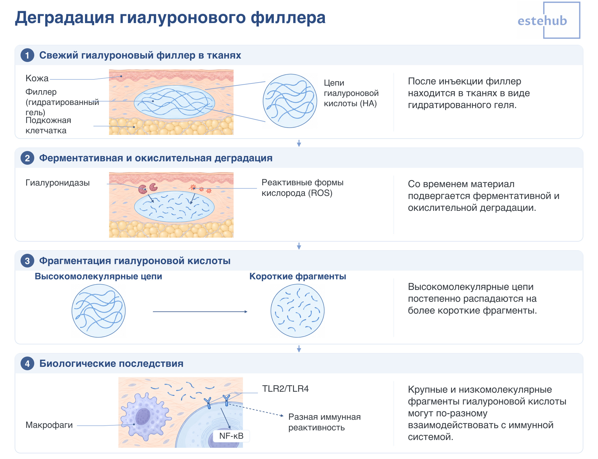Что происходит с филлером в тканях. Как распадается гиалуроновая кислота. 