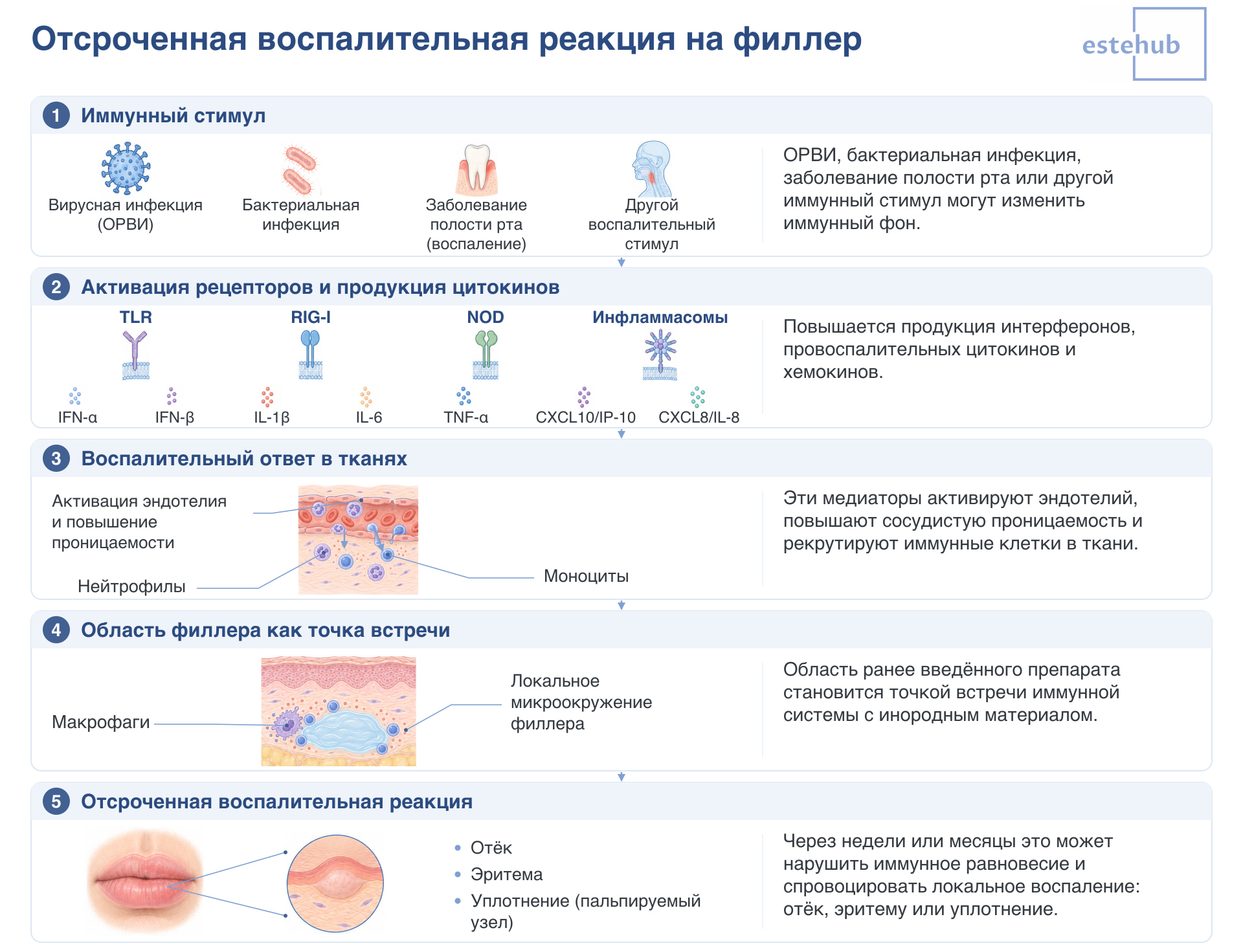 Почему возникают отёки через месяц после введения филлера. Почему формируется отёк.